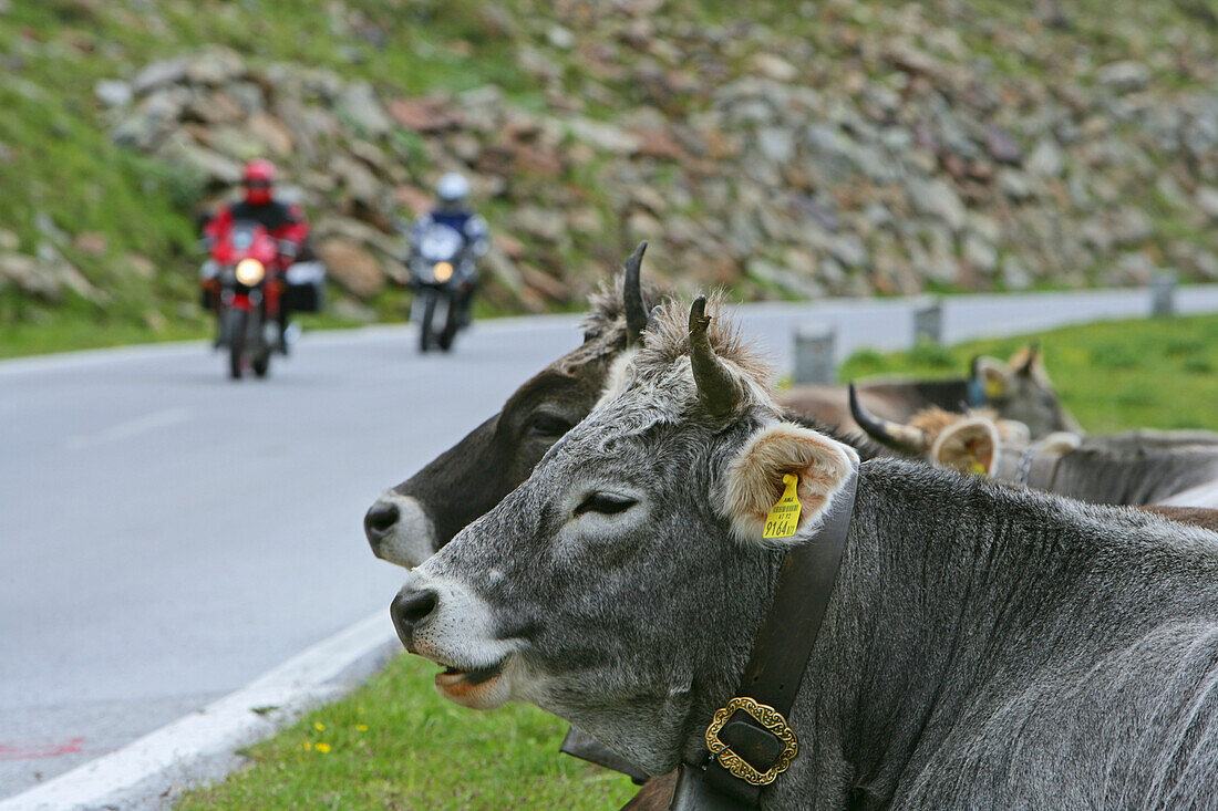 Motoradfahrer auf Timmelsjoch-Hochalpenstraße, Tirol, Österreich