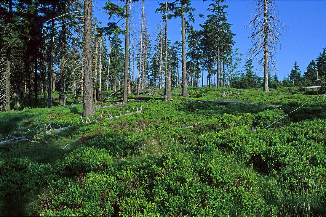 Acid rain damage, dying forest, Torfhaus, Harz Mountains, Lower Saxony, northern Germany