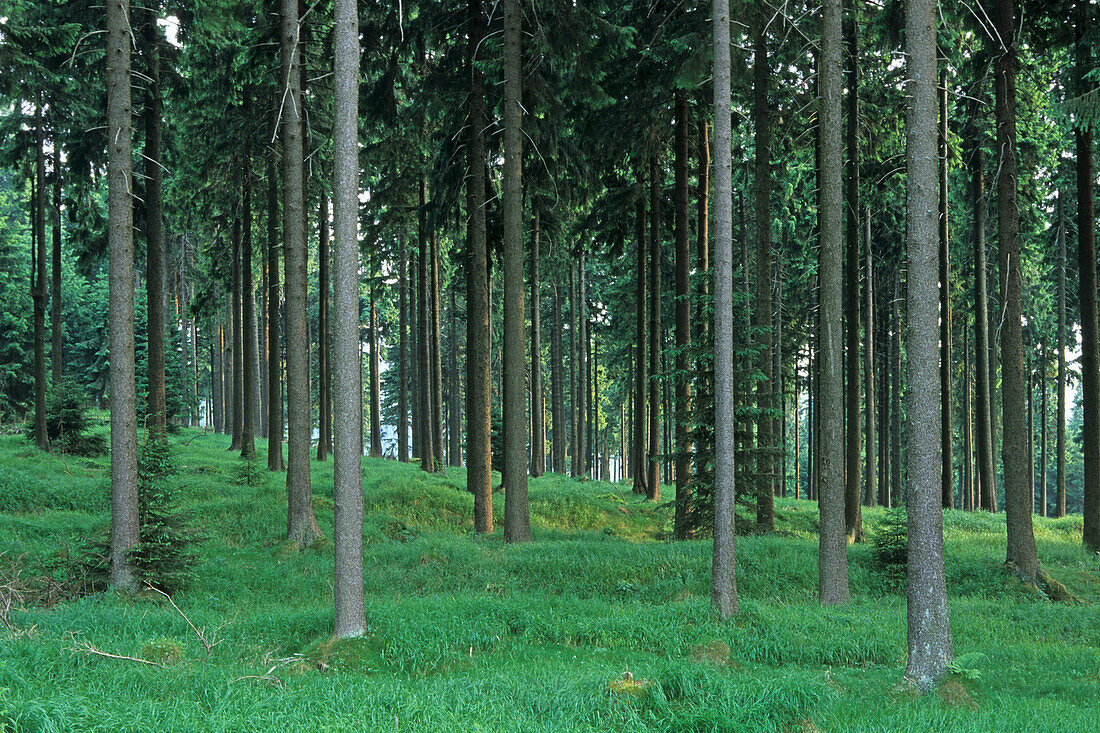 Wanderweg am Oderteich, Harz, Niedersachsen, Deutschland