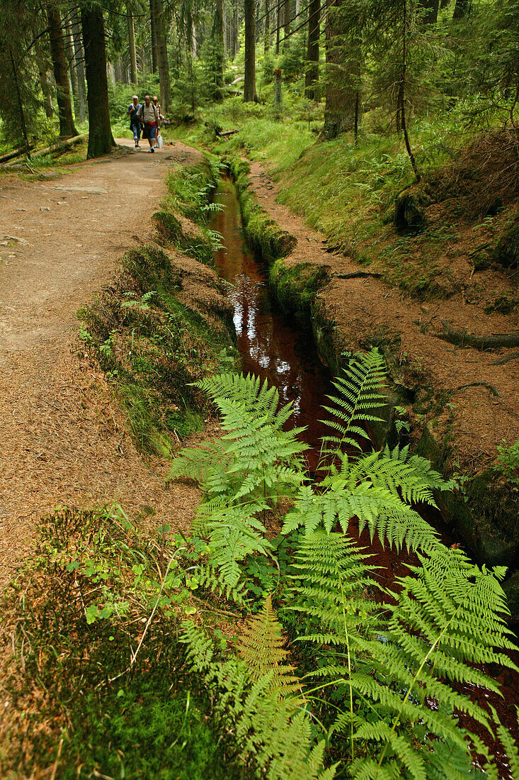 Hiking trail to the Brocken, Torfhaus, Harz Mountains, Lower Saxony, Germany