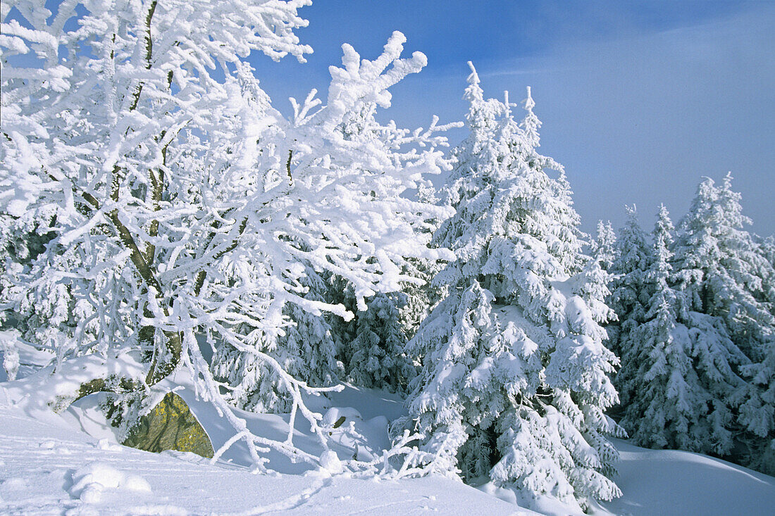 Verschneiter Wald auf dem Brockengipfel, Brocken, Brockengipfel, Schnee, verschneit, Wintersport, Ski, Langlauf, Harz, Schierke, Sachsen-Anhalt