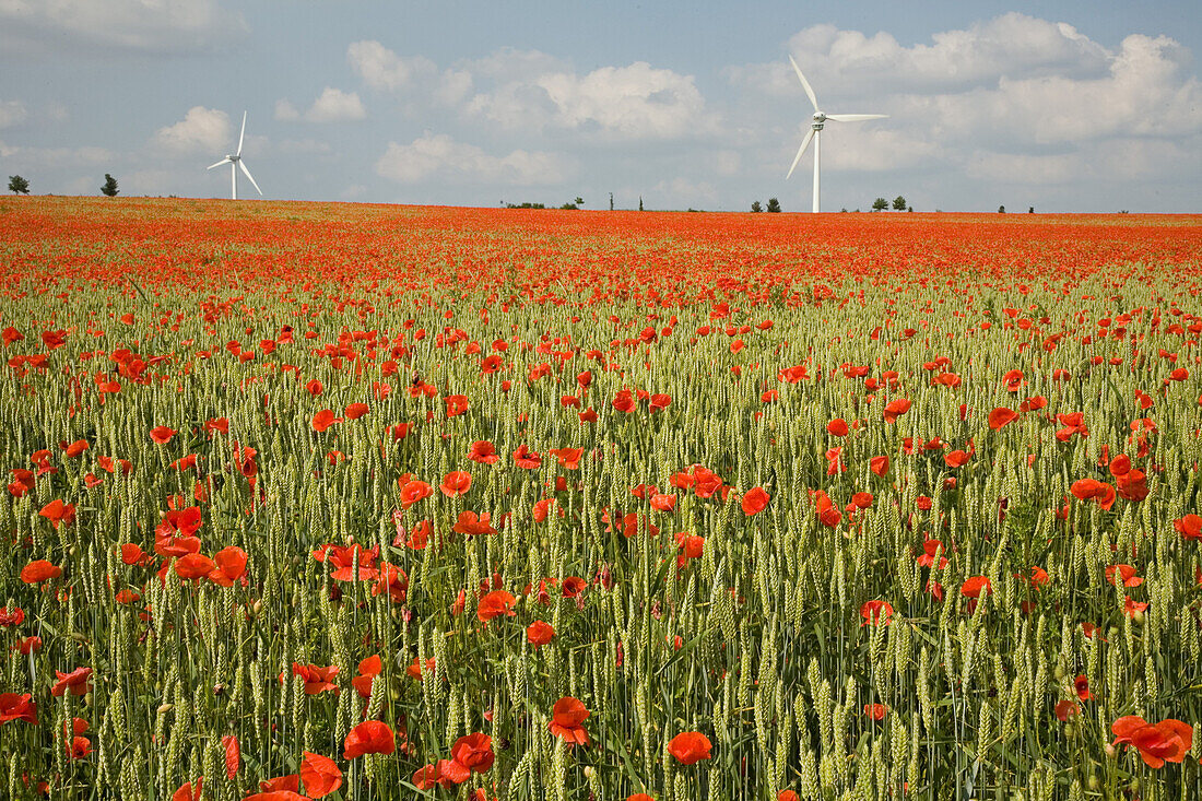 Mohn im Getreidefeld bei Hannover, Mohn im Getreidefeld, Klatschmohn, Windrad