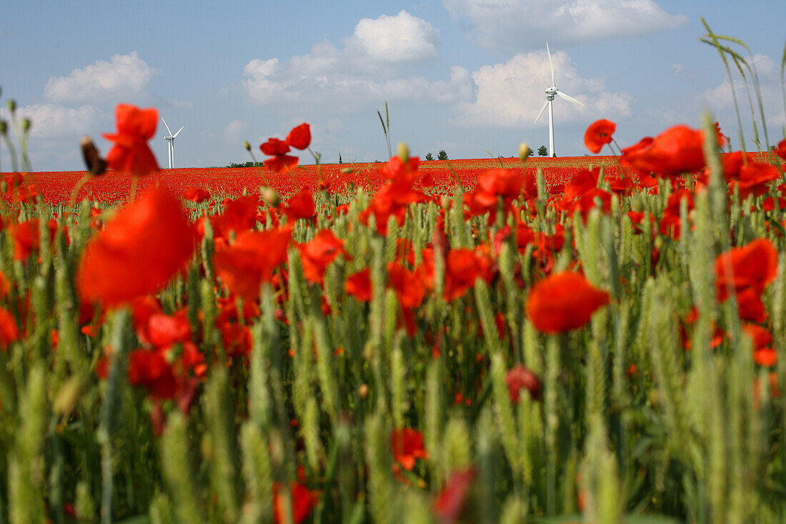 Red poppies in cornfield, wind turbines in background, Hanover, Lower Saxony, Germany