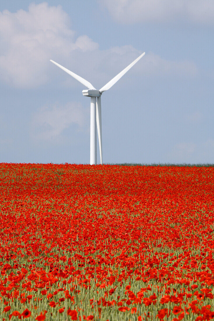 Red poppies in cornfield, wind turbine in background, Hanover, Lower Saxony, Germany