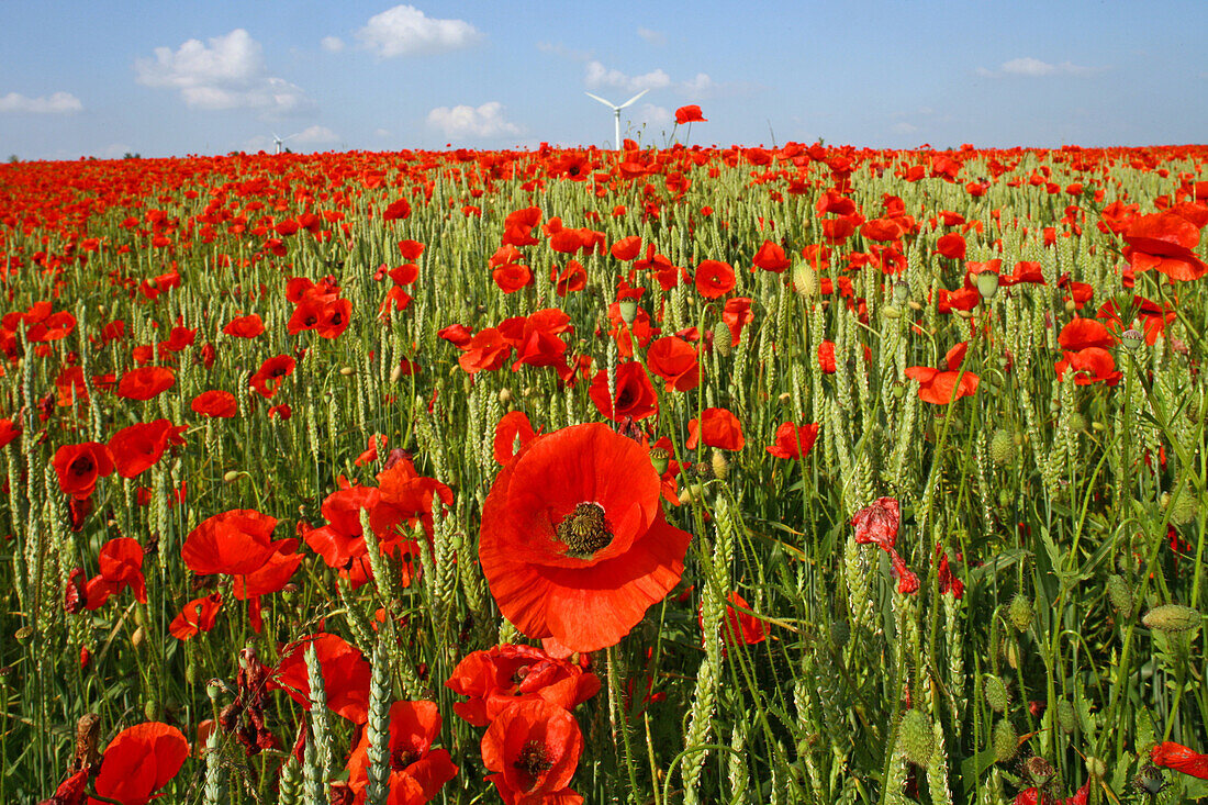 Mohn im Getreidefeld bei Hannover, Mohn im Getreidefeld, Klatschmohn, Detail, Windrad, Wolken