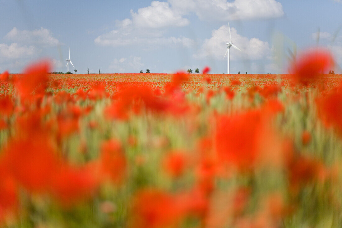 Red poppies in cornfield, wind turbines in background, Hanover, Lower Saxony, Germany