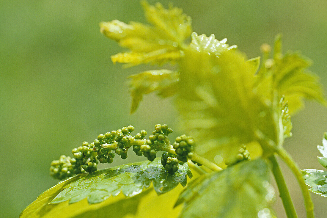 Junges Grün, junger Wein, Frühling,  Jahresseiten