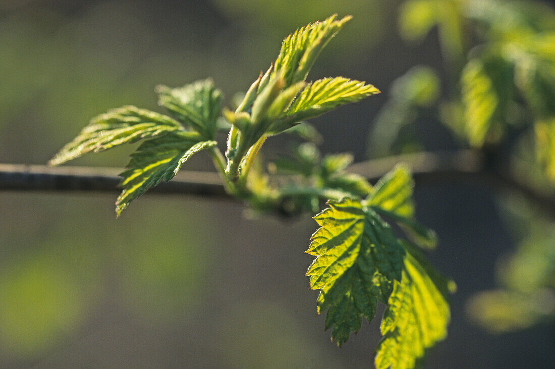 young new leaf, spring season