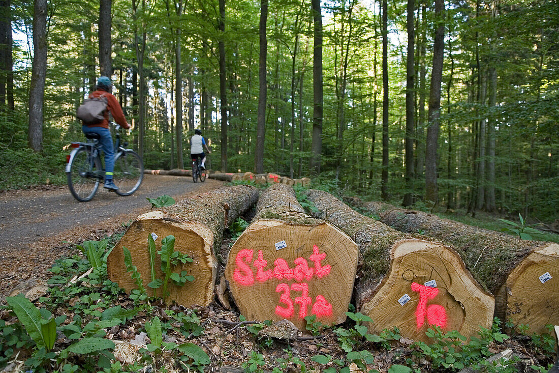 cycle tourists in German forest in the Eifel region, felled timber, Rhineland-Palatinate, Germany