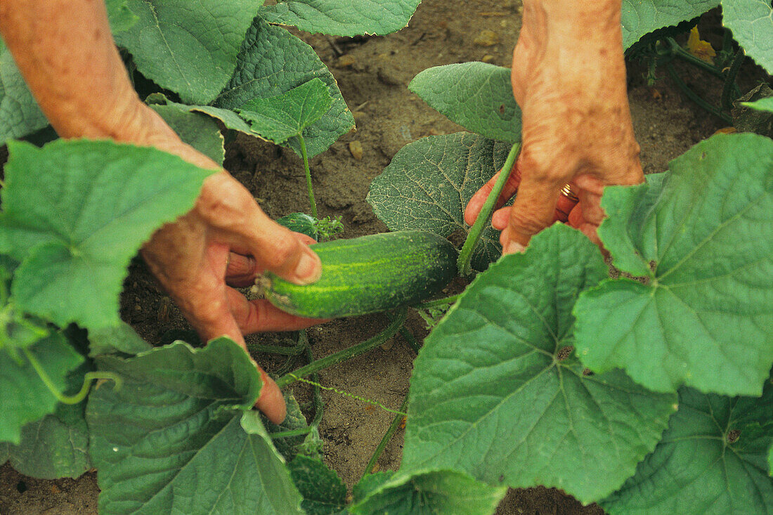 Picking cucumbers