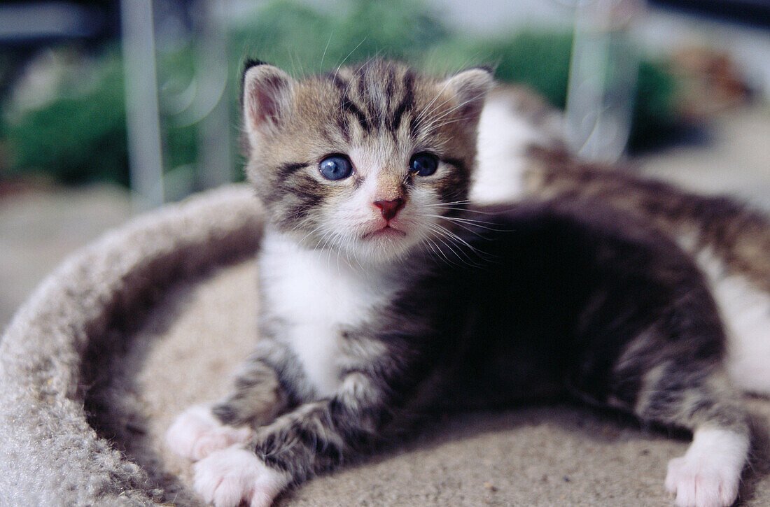 A playful six weeks old kitten.