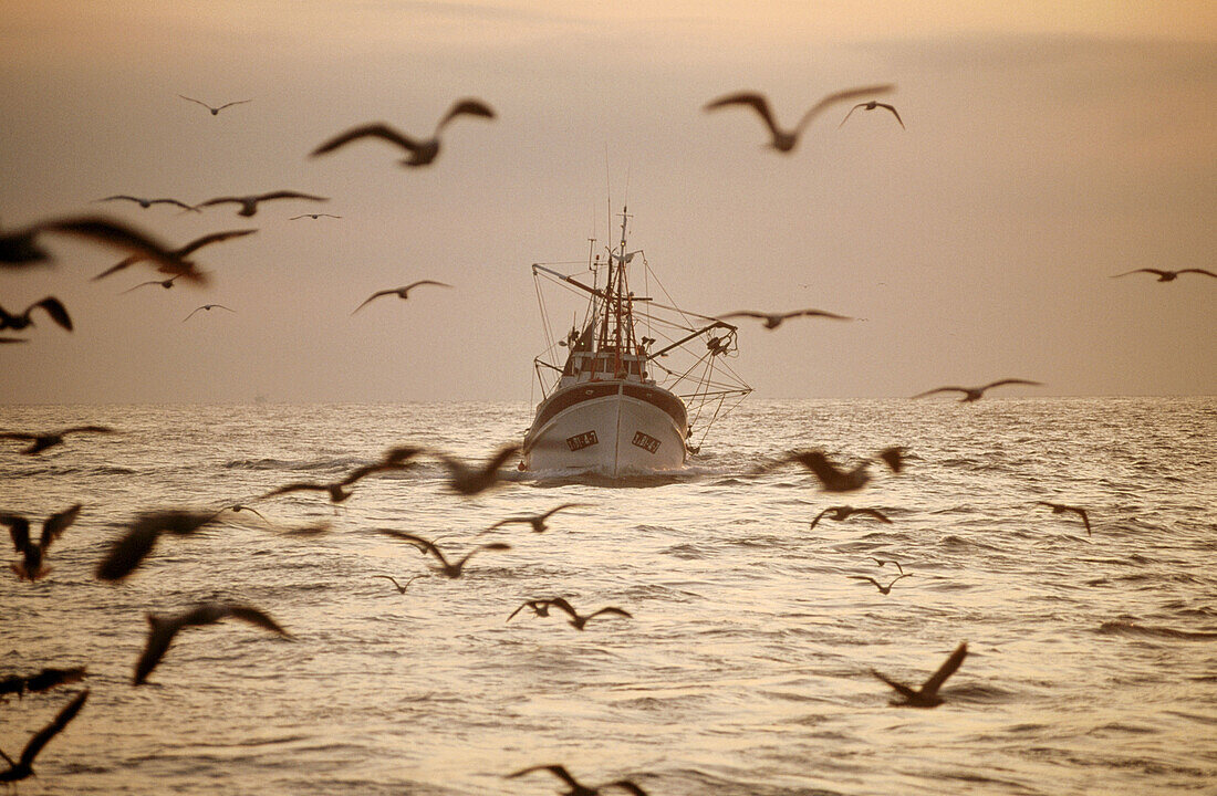 Anchovy fishing, Ondarroa, Biscay, Spain