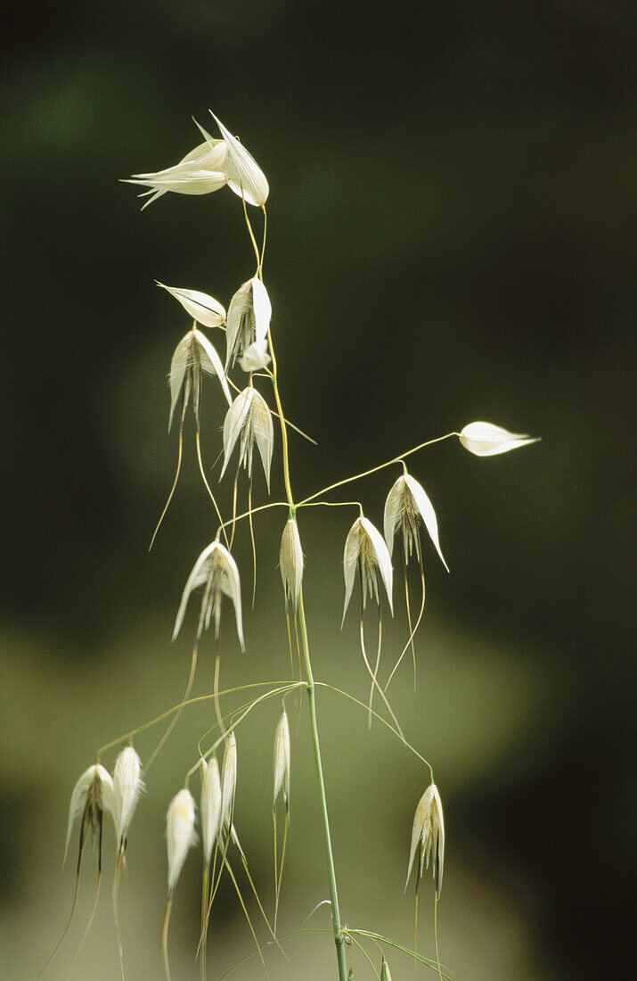 Oat (Avena sativa)