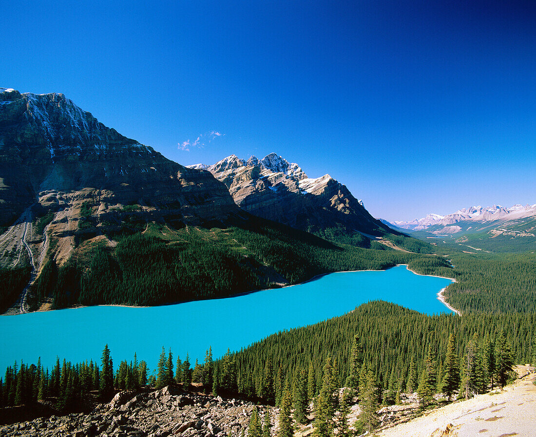 Peyto Lake. Banff NP. Canada