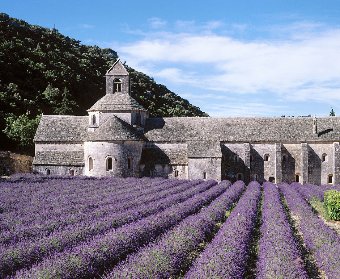 Lavender fields. Abbaye Notre-Dame de Senanque. Provence. France