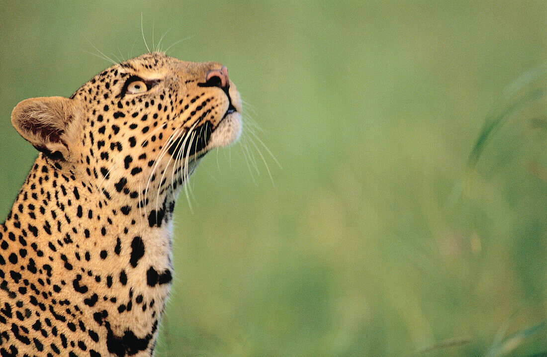 Leopard (Panthera pardus). Kenya