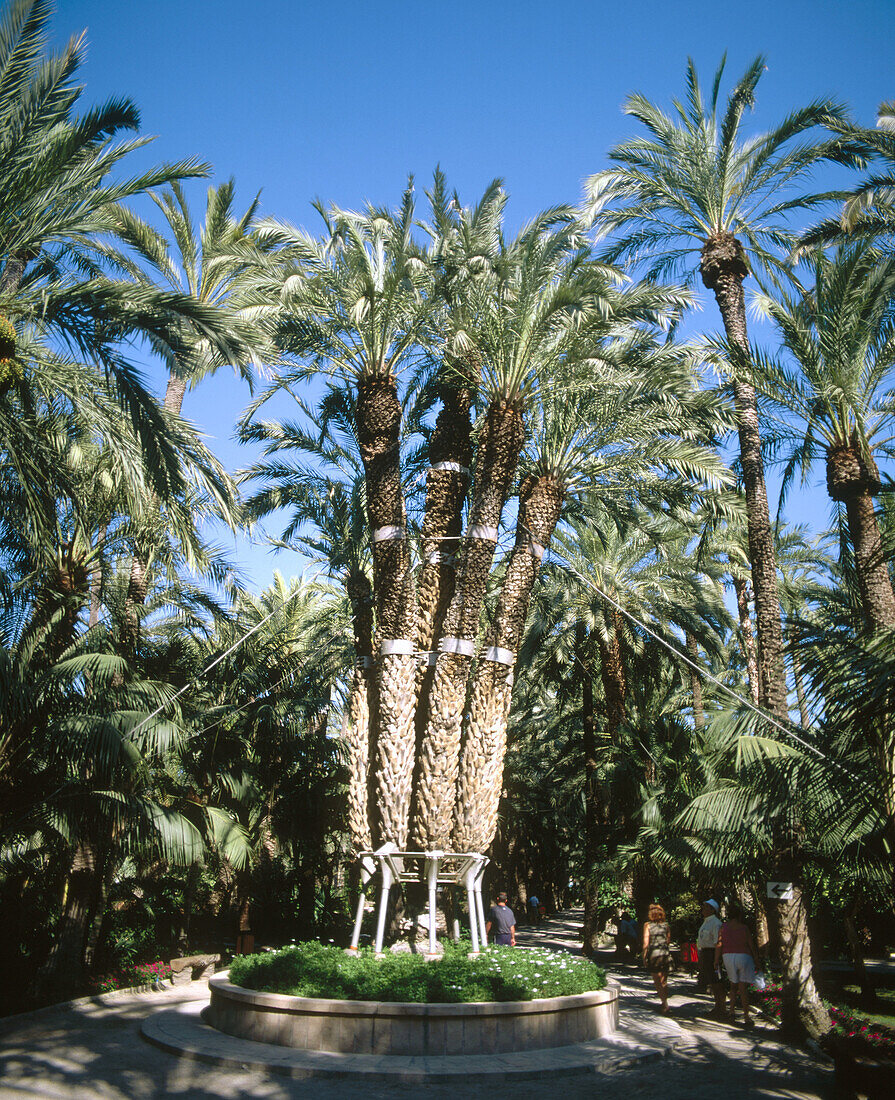 Imperial Palm, 150 years old. Huerto del Cura (Priest s Orchard). Elche. Alicante province. Spain