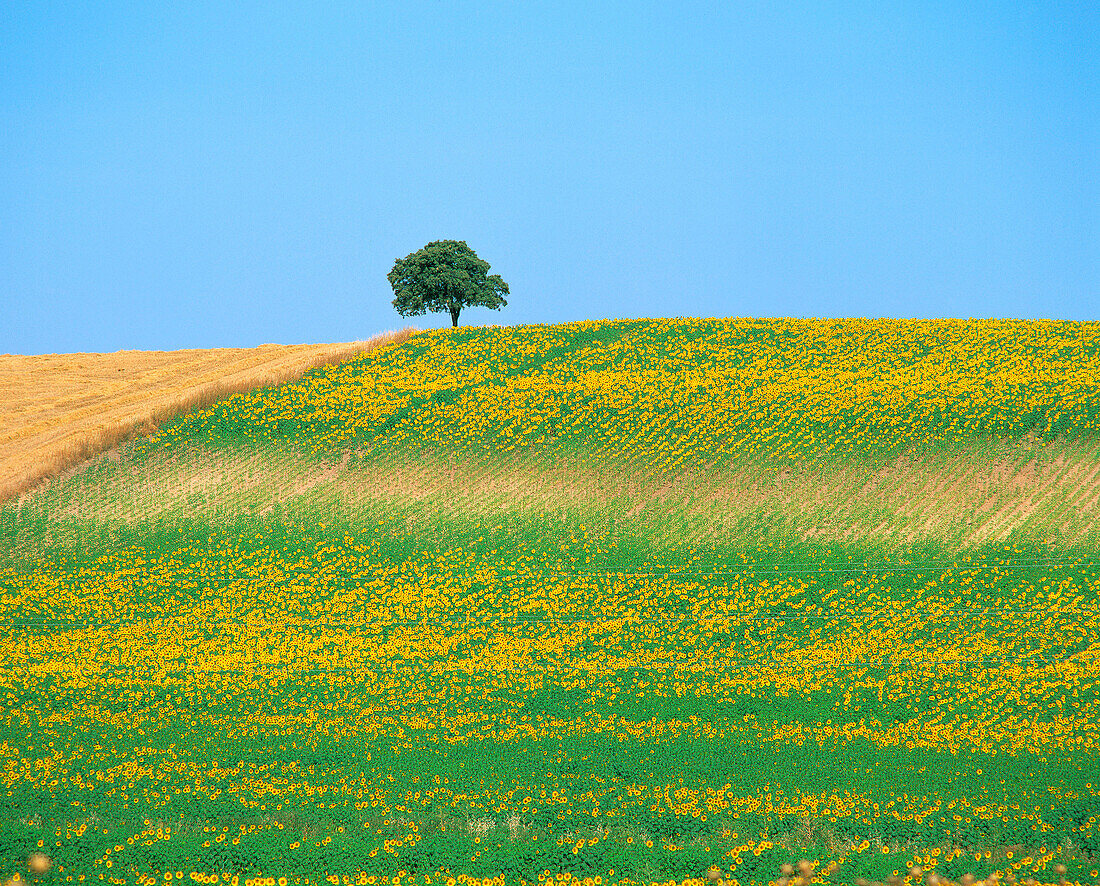 Sunflowers field. Andalucía. Spain