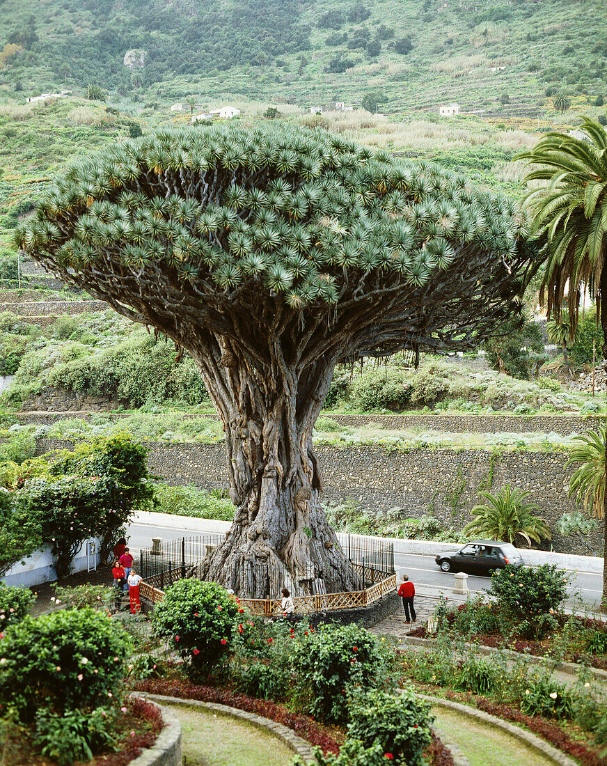 Millenial drago at Icod de los Vinos municipality. Tenerife, Canary Islands. Spain