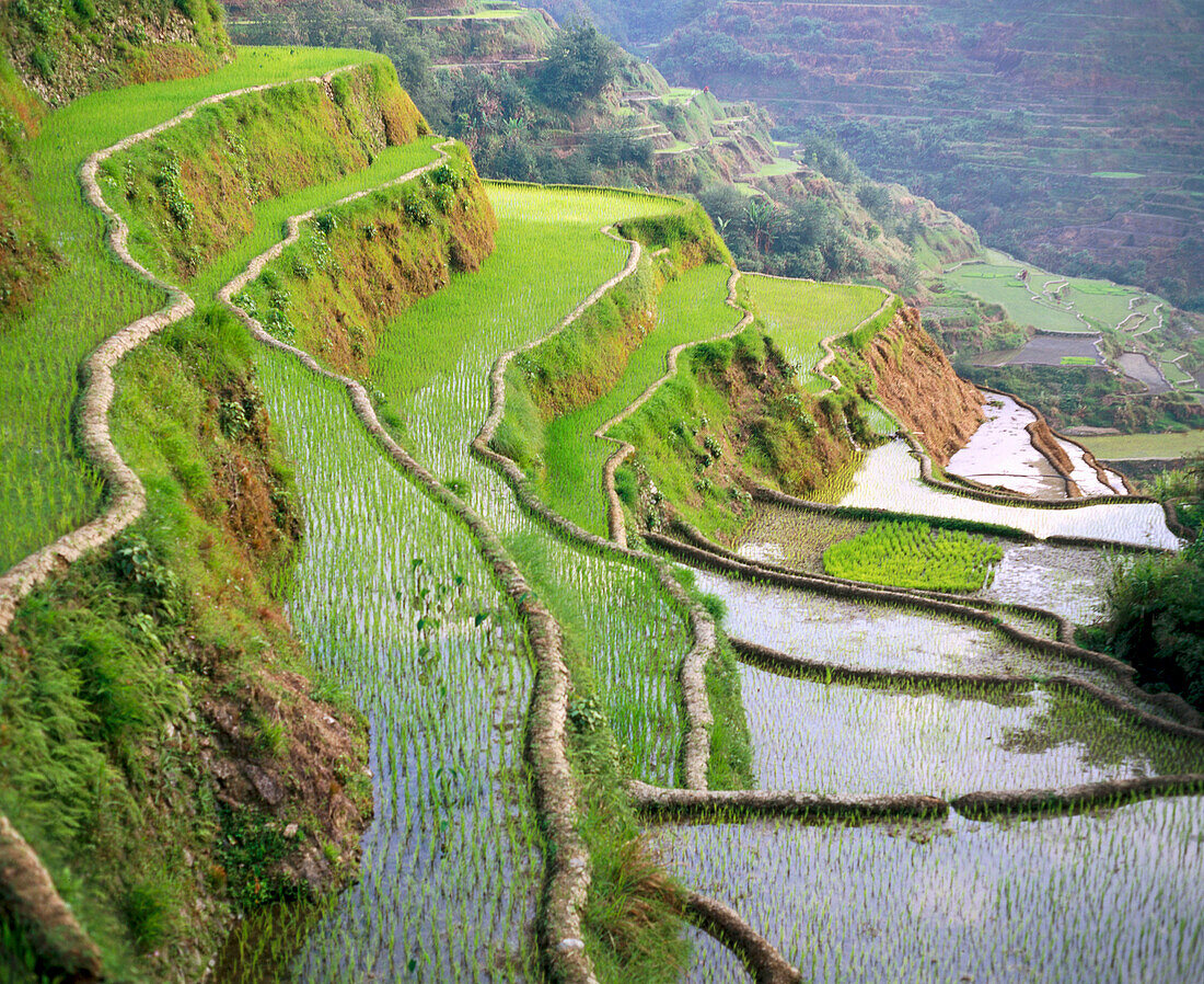 Rice terraces. Hapao. Banaue. Cordillera Central. Philippines