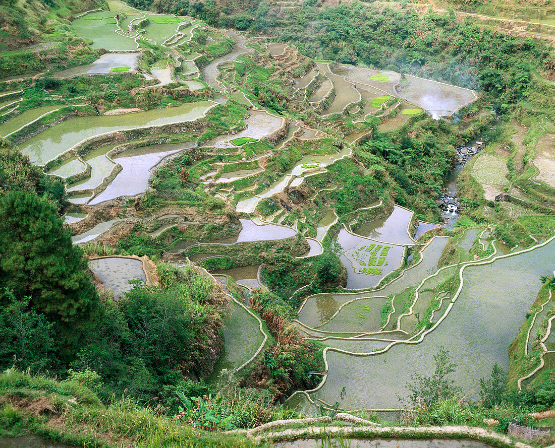 Rice terraces. Hapao. Banaue. Cordillera Central. Philippines