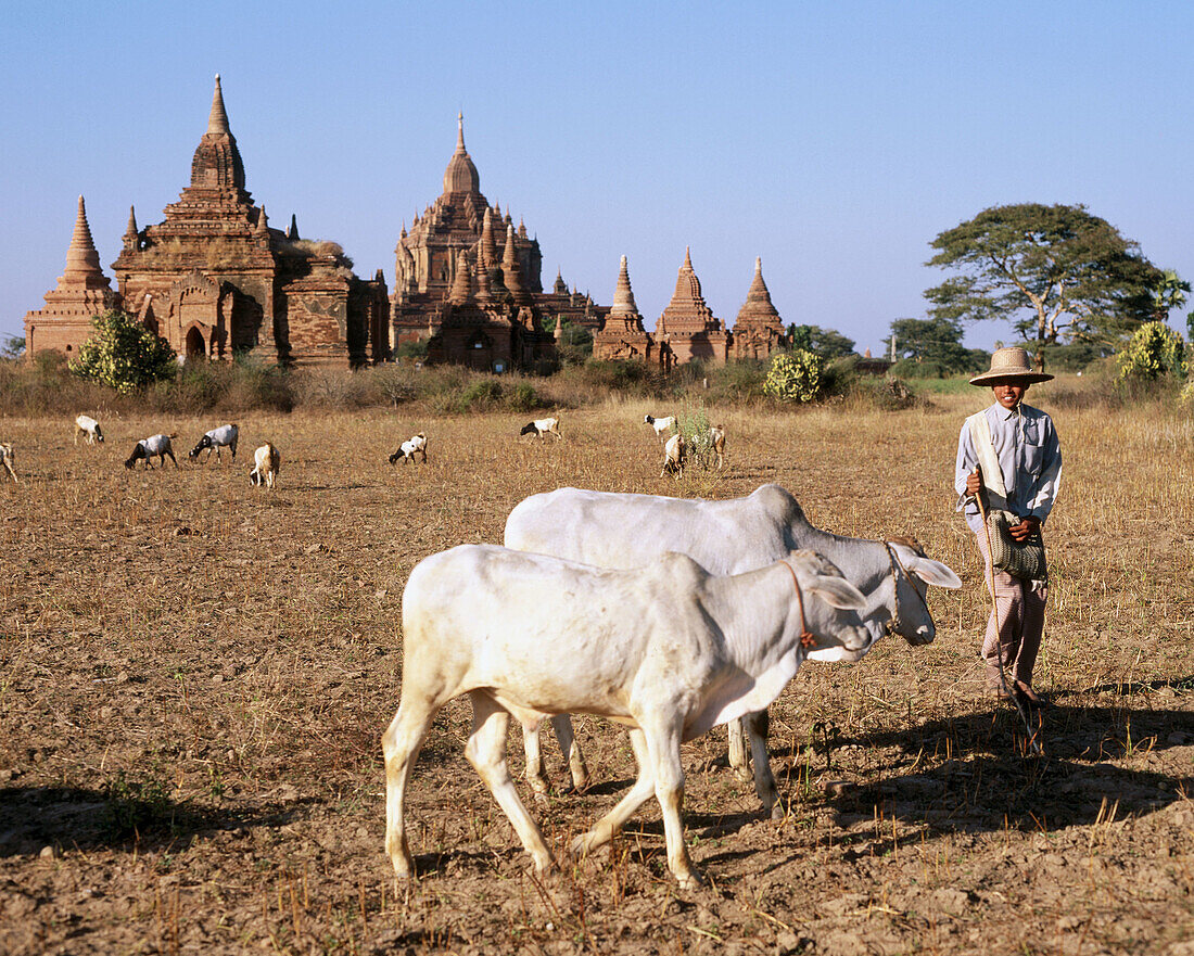 Herd at Bagan s archeological zone. Bagan. Myanmar (Burma)