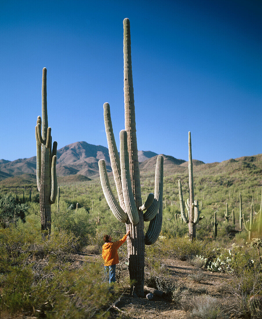 Saguaro National Park, Tucson. Arizona, USA