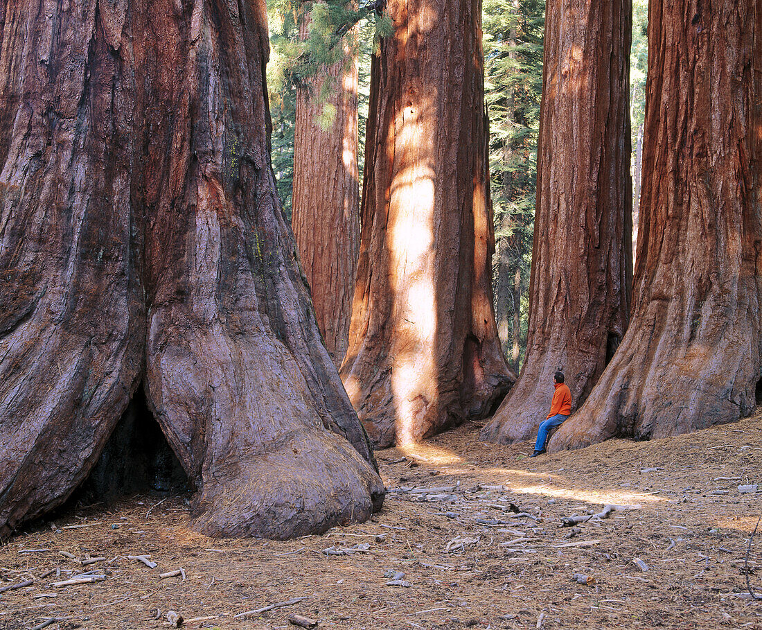 Sequoia trees in Mariposa Grove, Yosemite National Park. California, USA