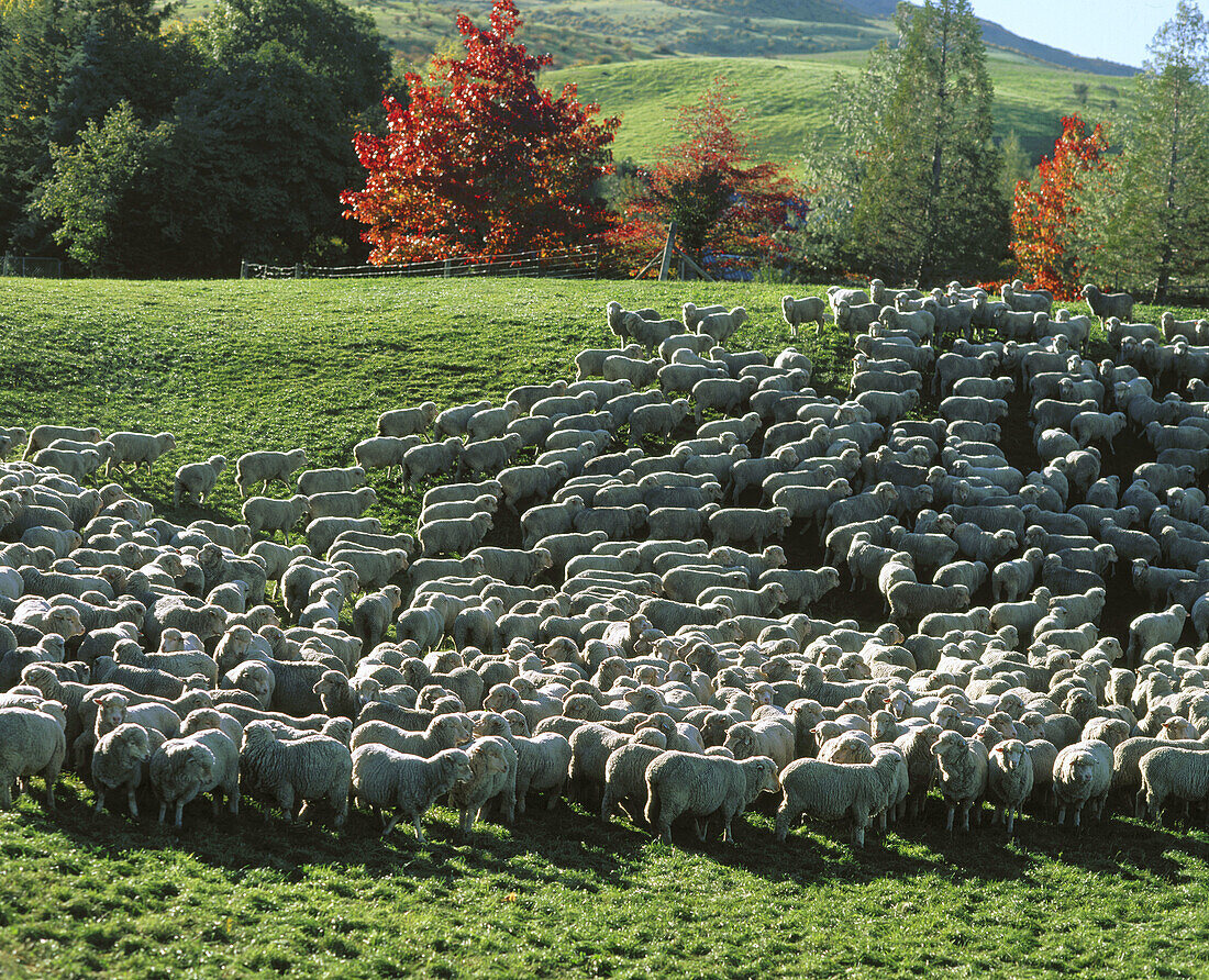 Herd in Otago region. South Island, New Zealand