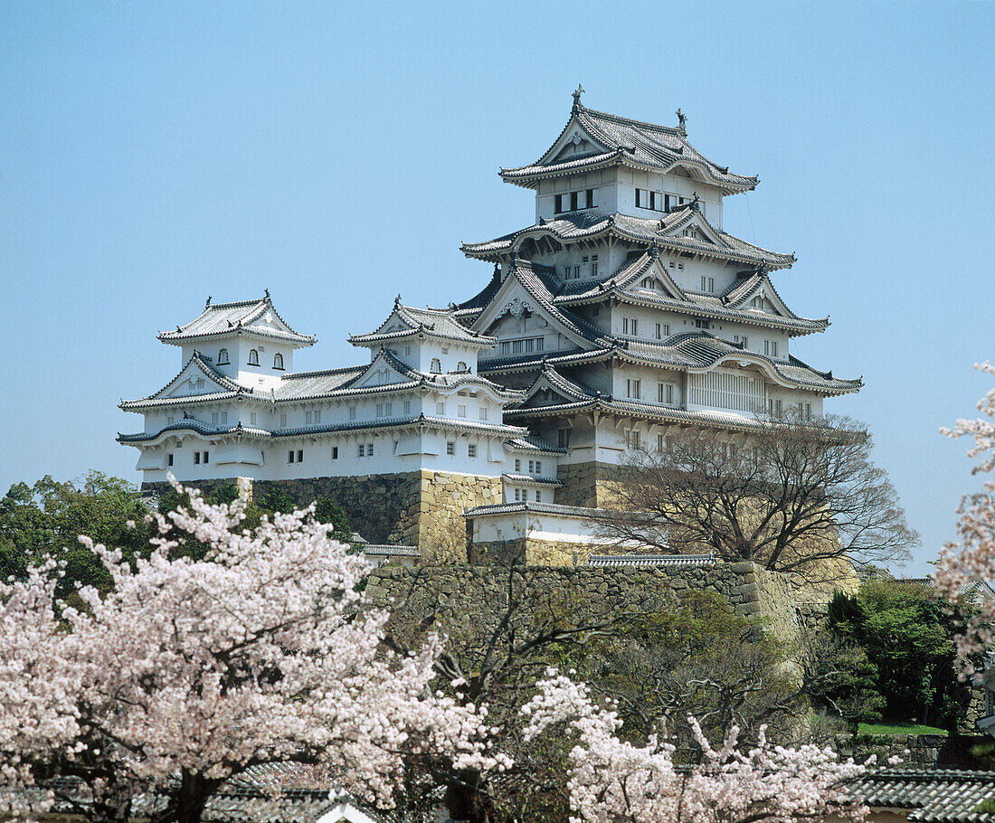 Himeji Castle (built in the 14th century and reconstructed in 1577 and 1964) and cherry blossoms. Himeji, Japan