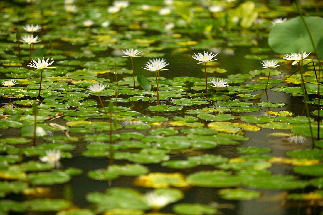 Pond area, Angsana resort, Bintan Island, Indonesia