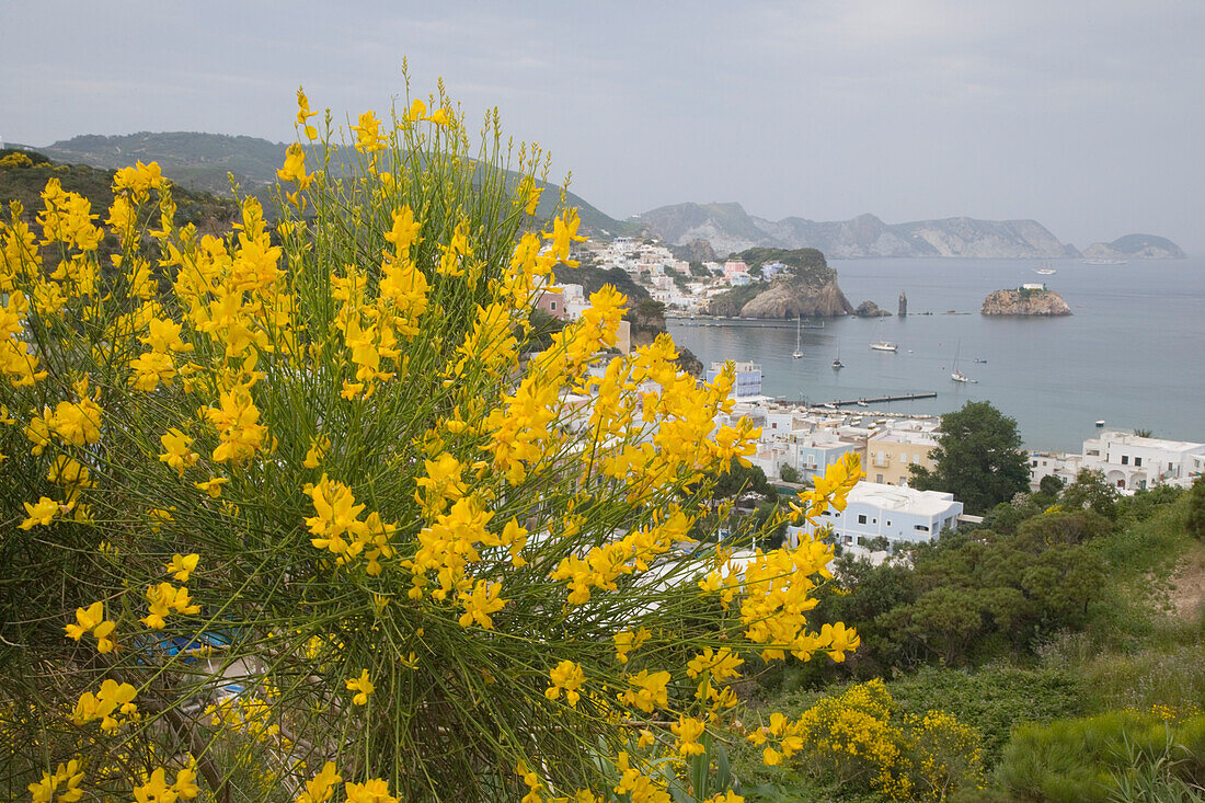 Gelbblühender Ginster vor Bucht von Ponza, Pontinische Inseln, Italien, Europa