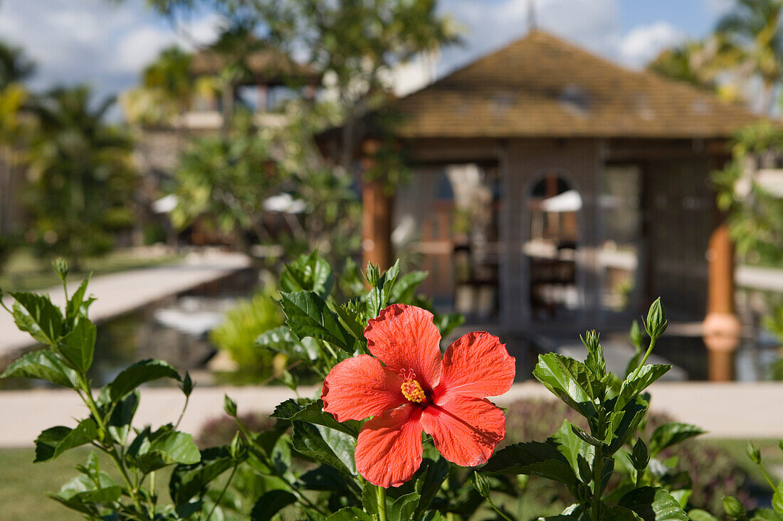 Red Hibiscus Flower, Mövenpick Resort and Spa Mauritius, Bel Ombre, Savanne District, Mauritius