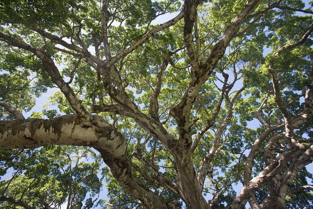 DieÄste eines 300 Jahre alten Ficus Baum im Domaine De Bel Ombre, Bel Ombre, Savanne District, Mauritius, Indischer Ozean