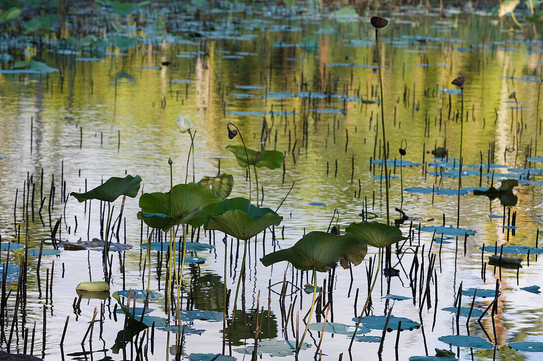 Teich mit Lotus Blüten ((Nelumbo nucifera), Sir Seewoosagur Ramgoolam Botanischer Garten, Pamplemousses, Pamplemousses District, Mauritius, Indischer Ozean