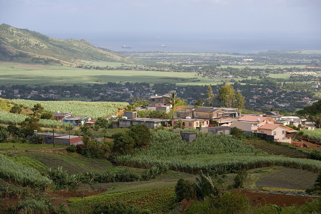 Ananas Plantage nahe Nouvelle Decouverte, Moka District, Mauritius, Indischer Ozean