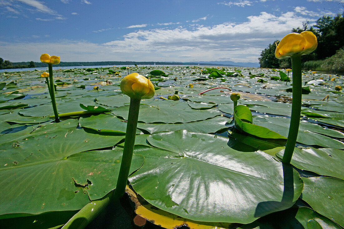 Water lilies on Lake Starnberg, Rose Island, Woerth, Feldafing, Bavaria, Germany