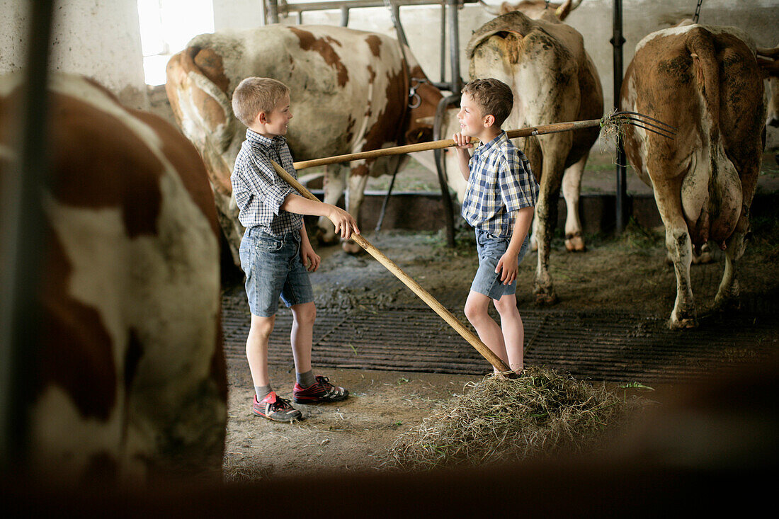 Two boys (8-9 years) with hay forks in cow barn, Walchstadt, Upper Bavaria, Bavaria, Germany, MR