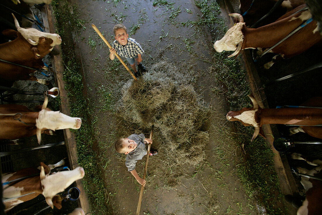 Zwei Jungen (8-9 Jahre) füttern Kühe im Stall mit Heu, Walchstadt, Oberbayern, Bayern, Deutschland, MR
