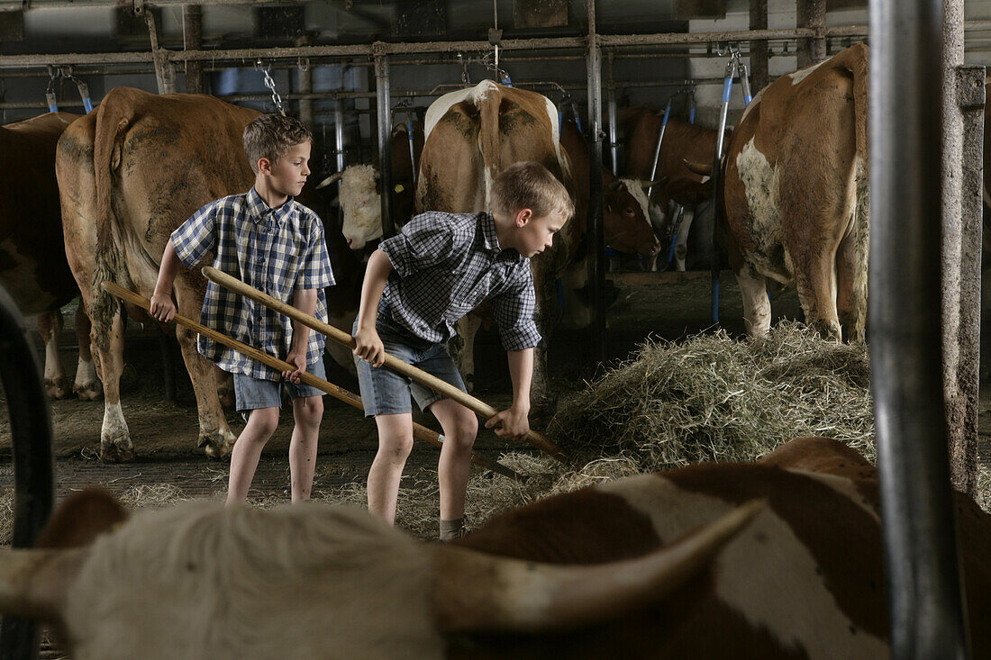 Two boys in the barn, cows, hay, Walchstadt, Upper Bavaria, Germany