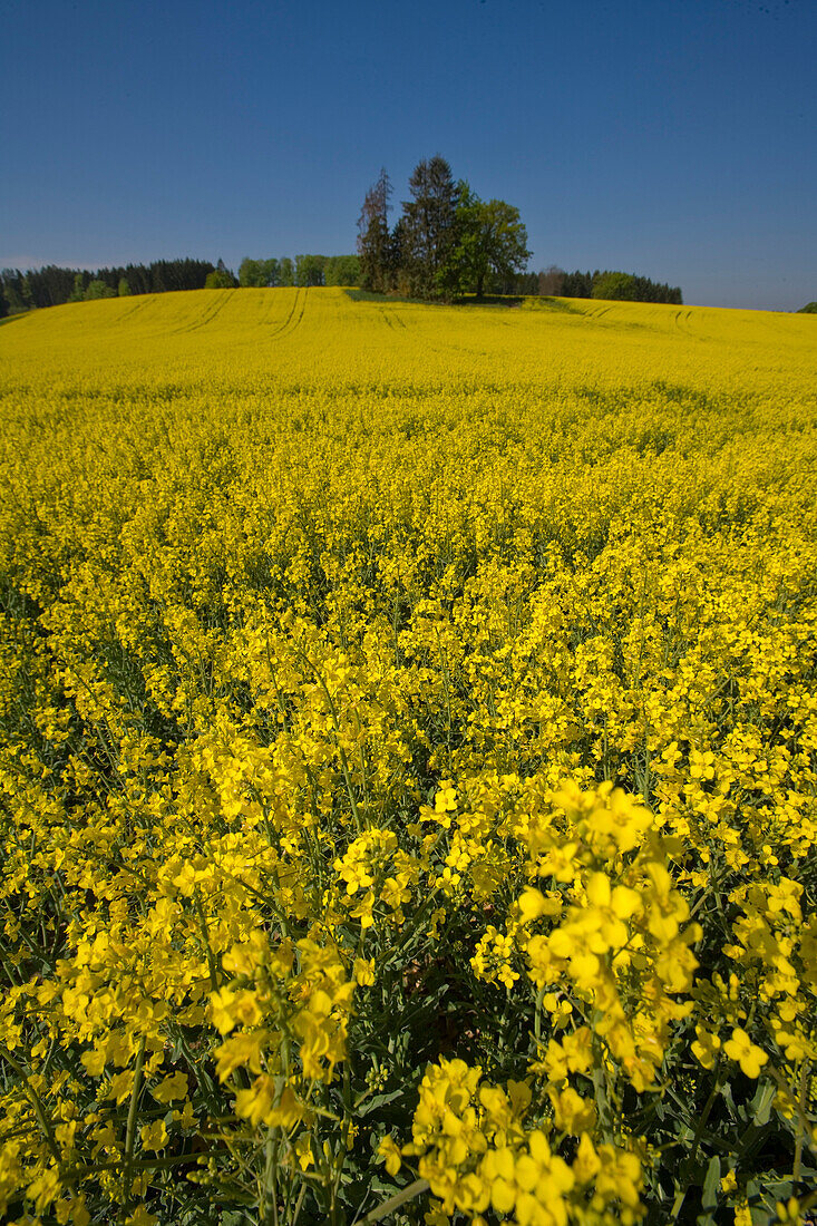A blossoming canola field, rape field, Droessling, Bavaria, Germany