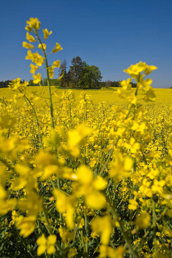 Blooming canola field, Droessling, Bavaria, Germany