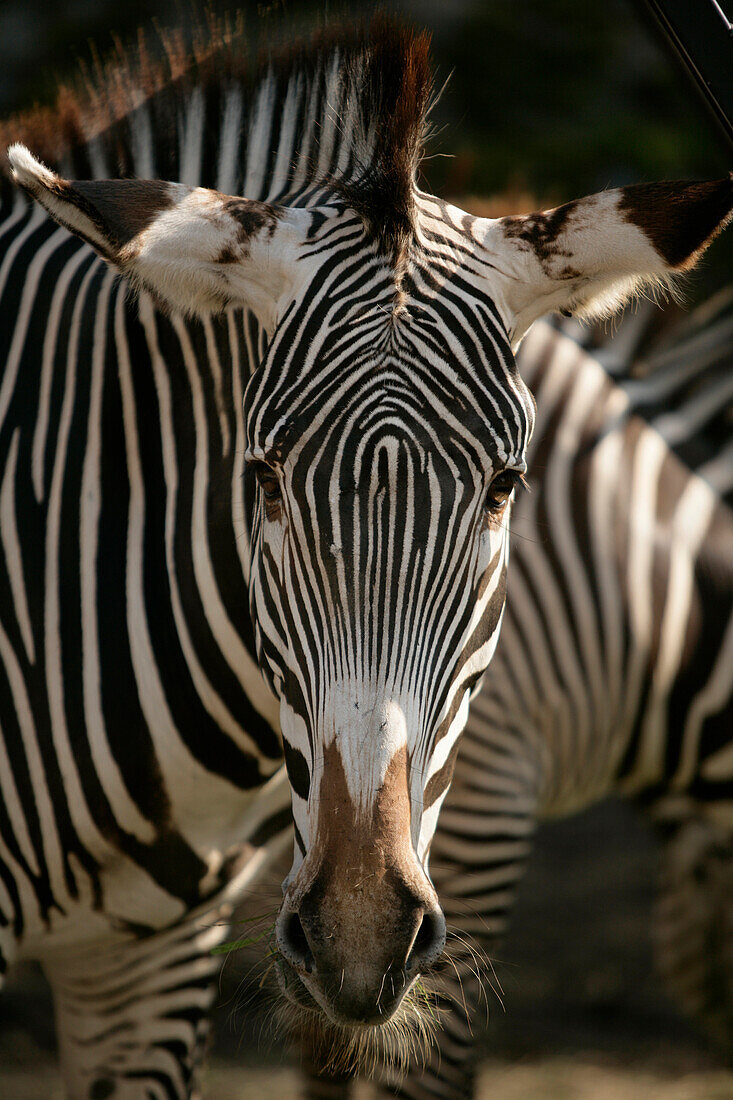 Close up of a Zebra, Kolmaden safari park, Östergotland, Sweden