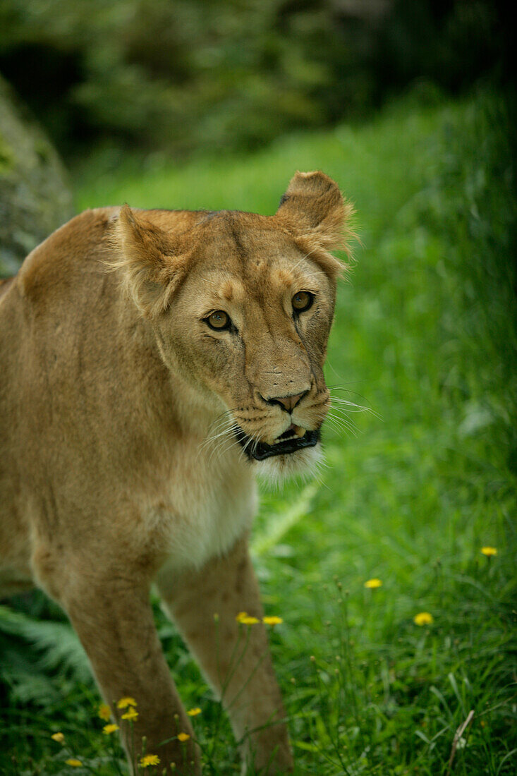 A Lion in Kolmaden safari park, Ostergotland, Sweden