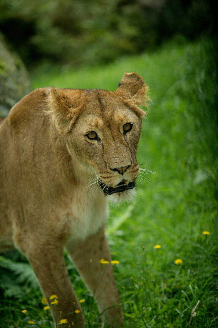 Ein Löwe in in Kolmaden Safaripark, Östergötland, Schweden