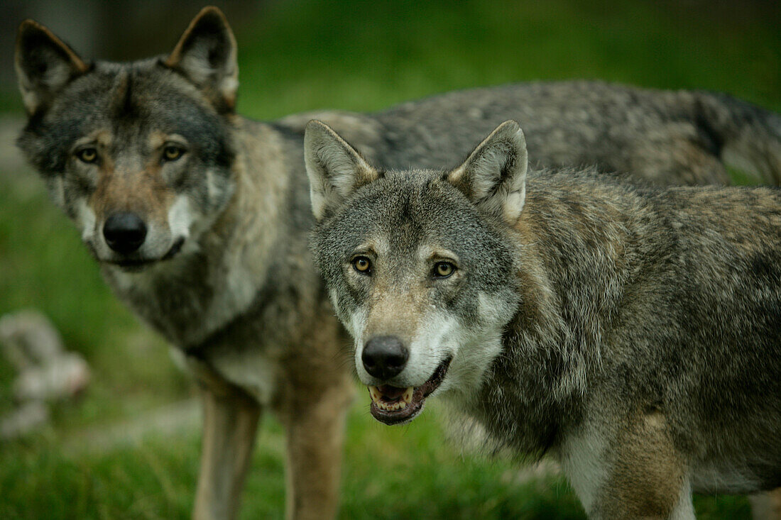 Two wolves in Kolmaden safari park, Ostergotland, Sweden
