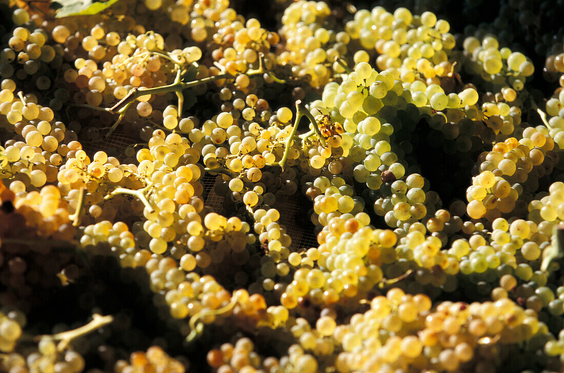 Vin Santo grapes, Castello di Monsanto, Barberino, Chianti, Tuscany, Italy