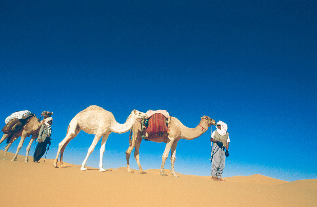 Karawane, Kamele, Grand Erg Occidental, algerische Sahara, Algerien, Afrika
