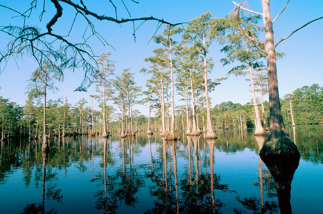 Cypress forest. Cheraw State Park. South Carolina. USA