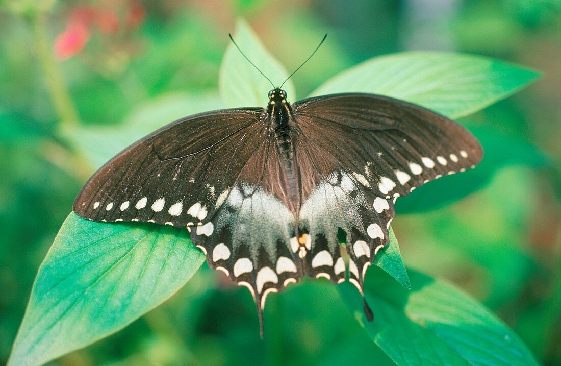 Giant Swallowtail